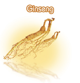 สมุนไพรน่ารู้ - สมุนไพรโสม (Ginseng)